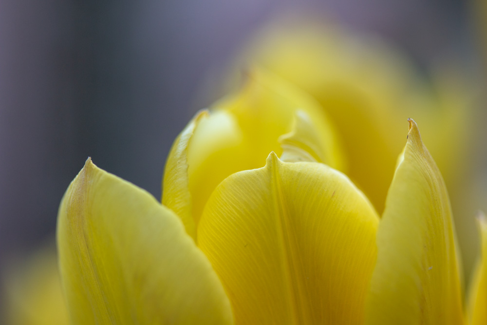 Yellow Tulips (2)