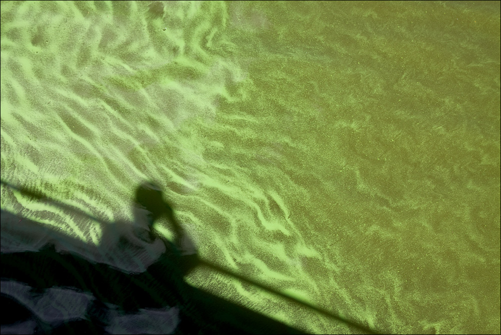 Algae Silhouette