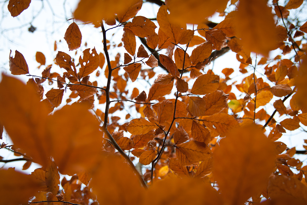Autumn Leaves (3)
