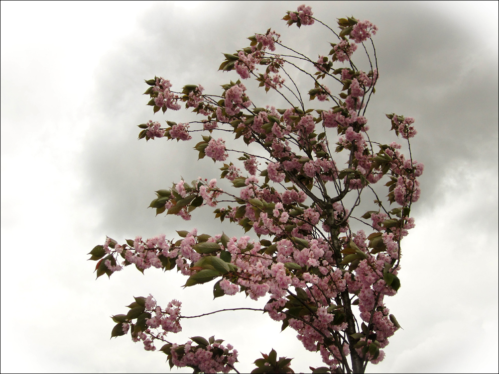 Blossom (2)