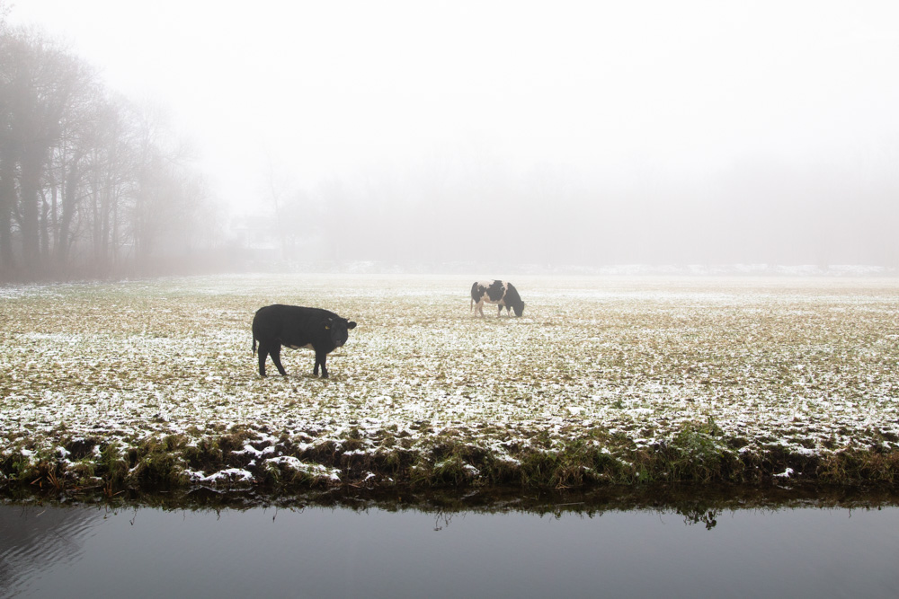 Cows in the Snow (2)