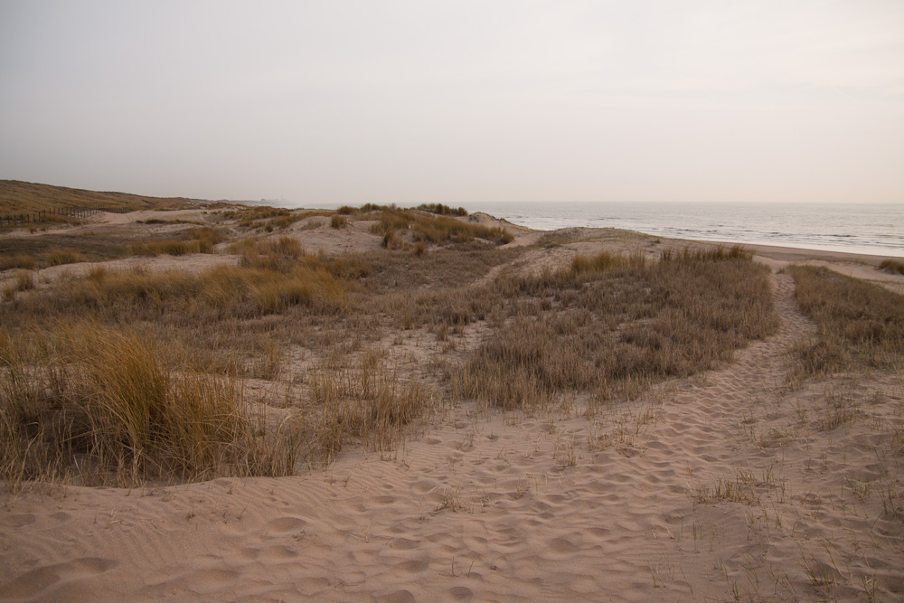 Dune at the Beach