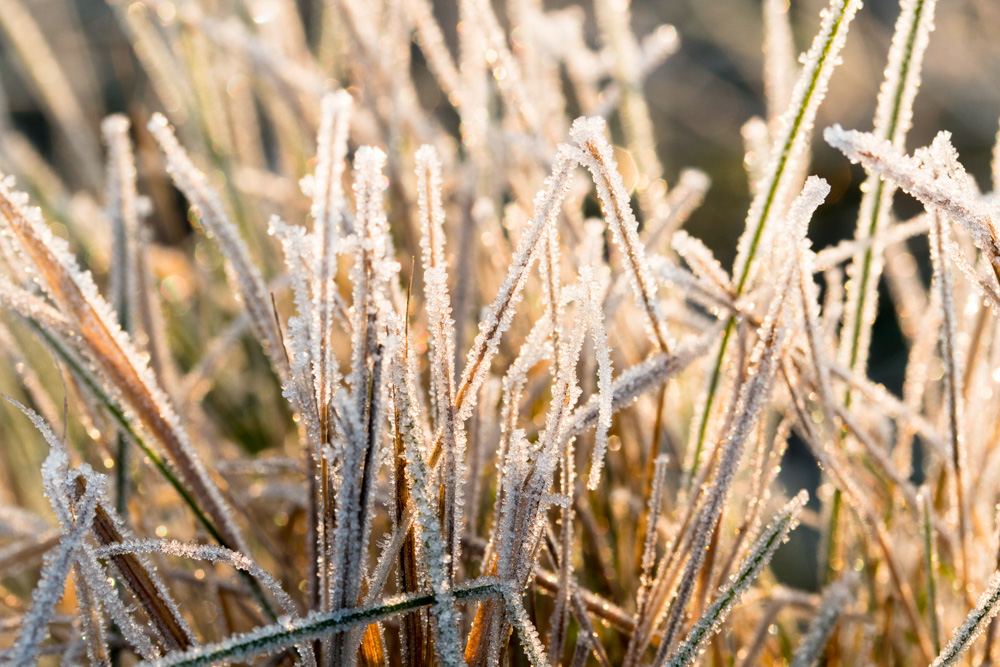 Frozen Grass (2)