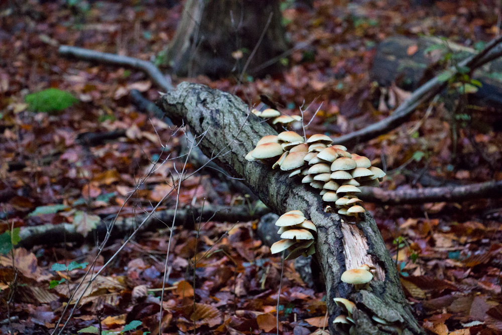 Fungi (6)