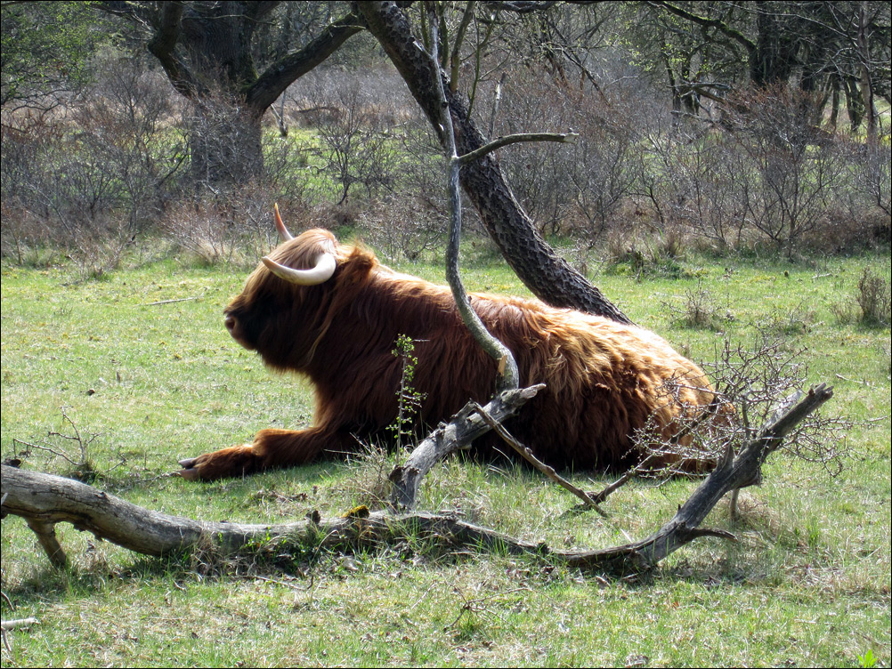 Highland Cow (5)