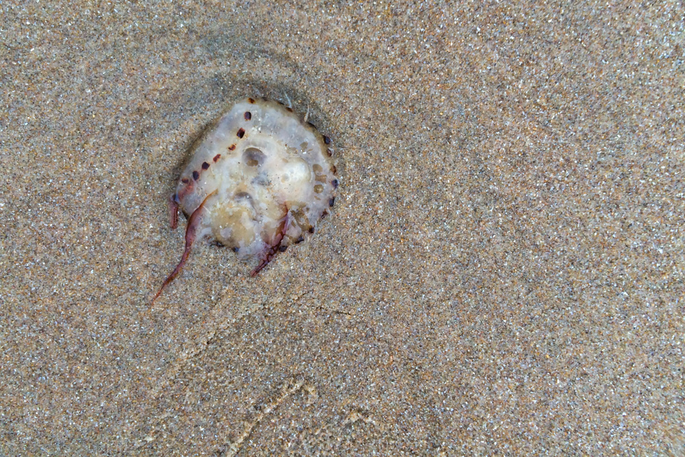 Jellyfish (5)