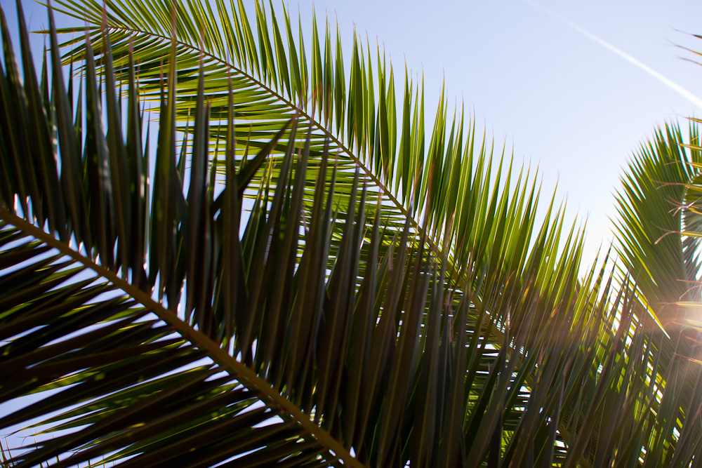 Palm Leaves (2)