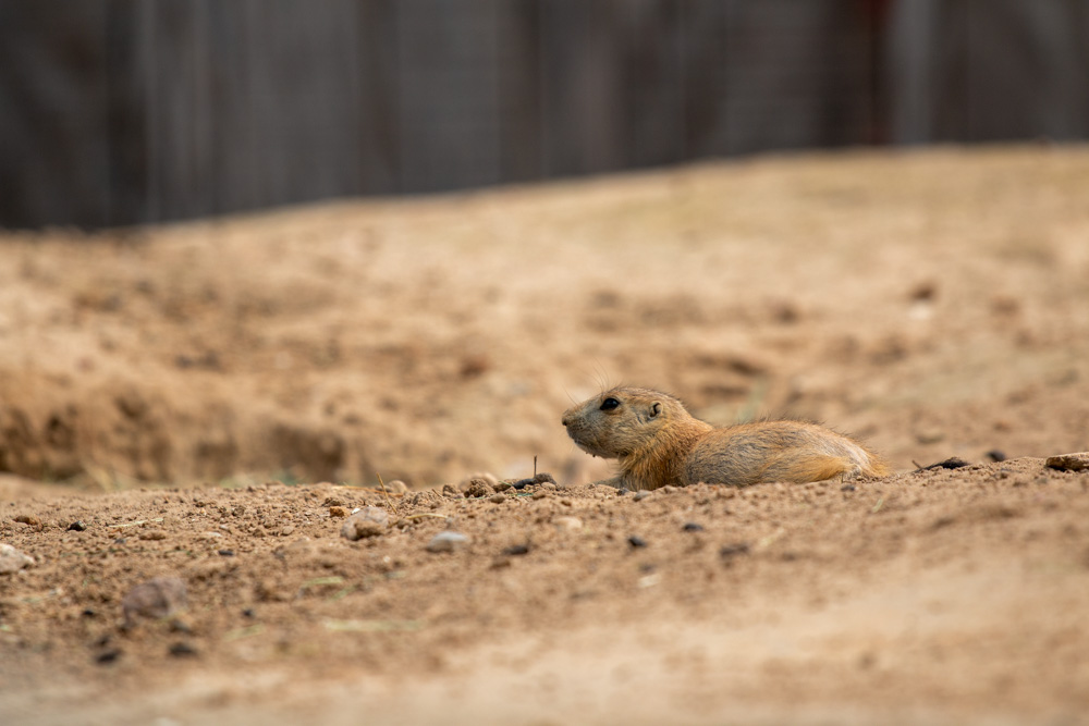 Prairie Dog (2)