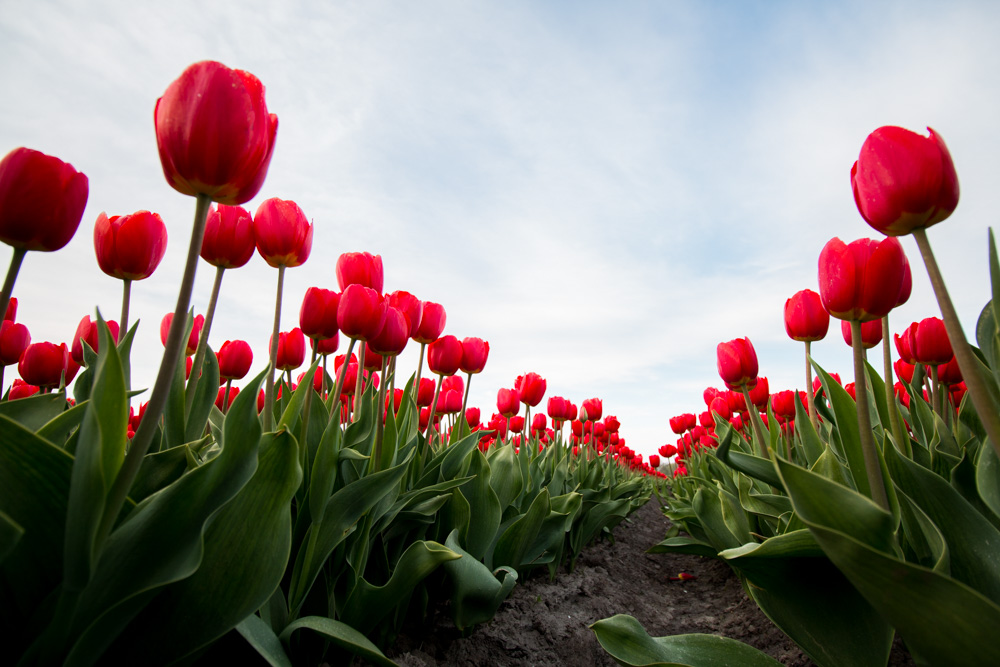 Red Tulips (2)