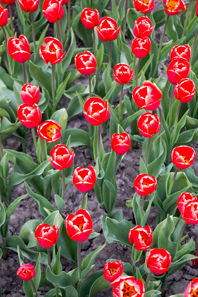Red Tulips (3)