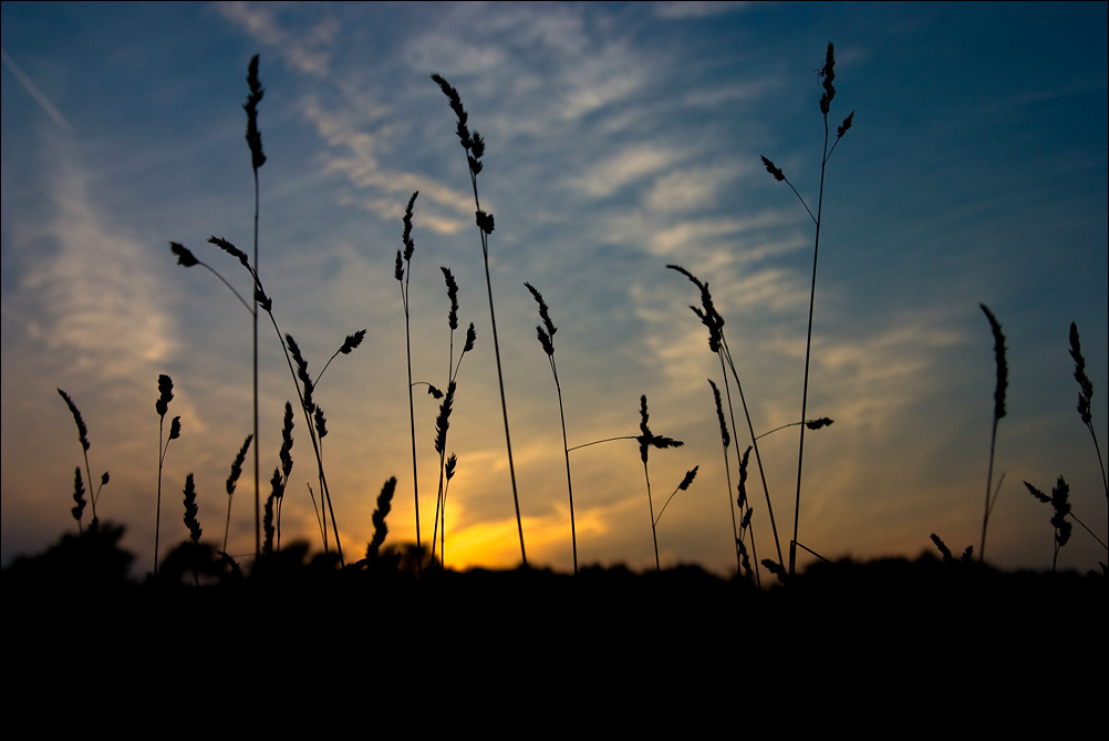 Reed Sunset (2)