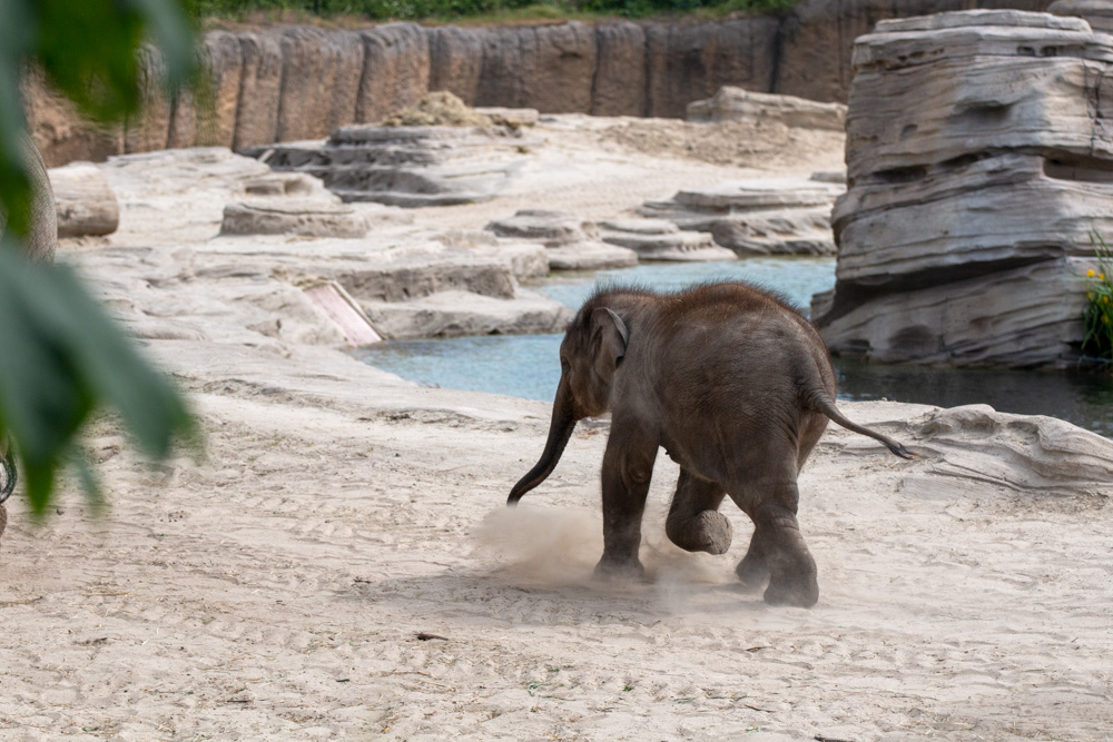 Running Young Elephant