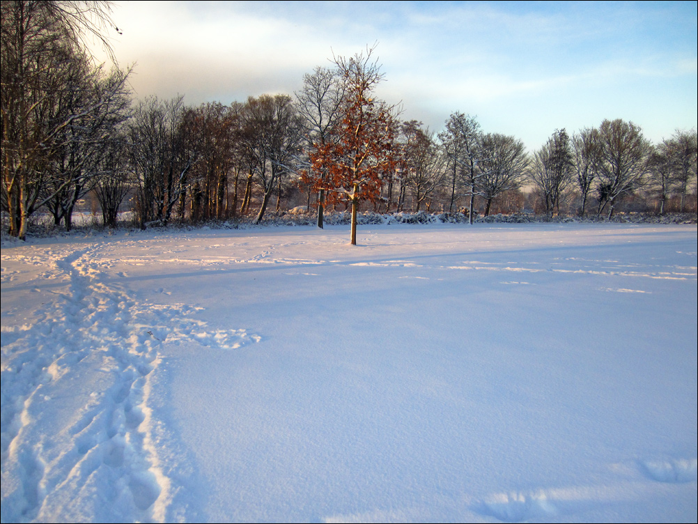 Single Tree in Snow