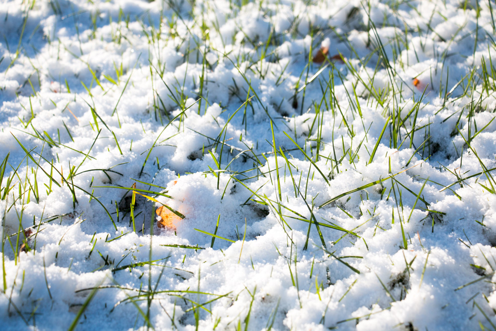 Snow and Grass