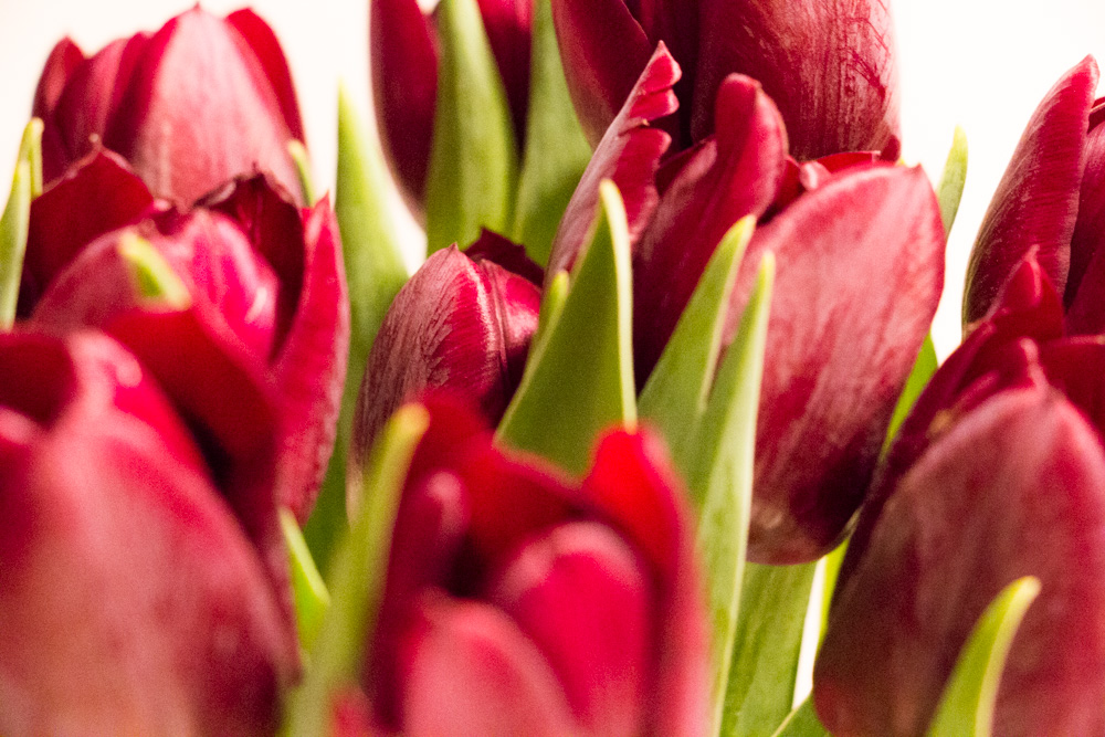 Tulips (11)