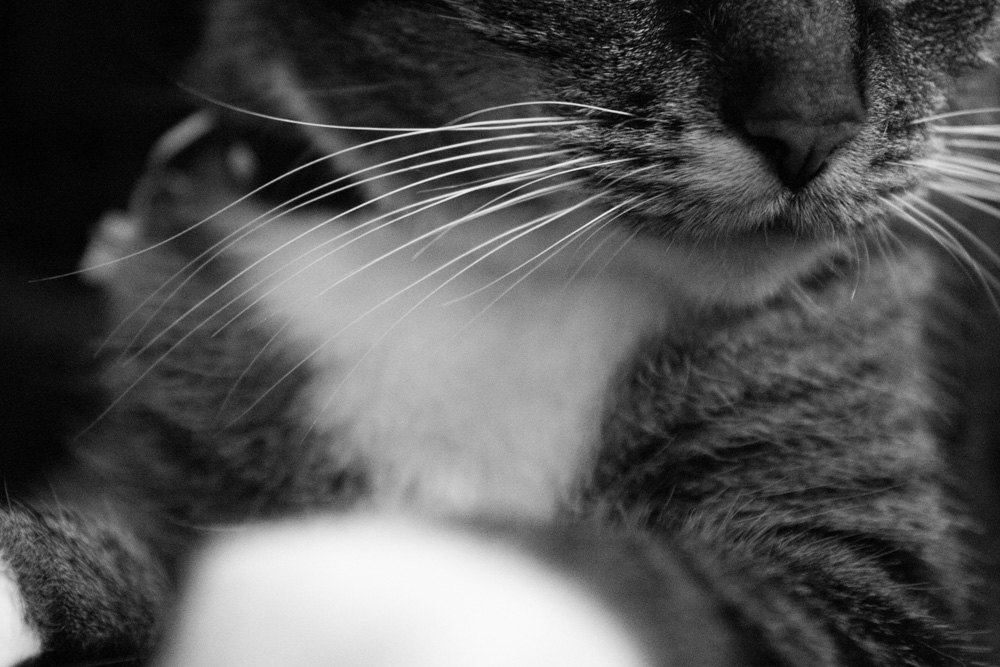 Whiskers (2)