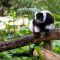 Black-and-White Ruffed Lemur(12-03-2020)