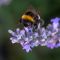 Bumblebee (4)(15-09-2019)
