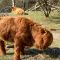 Highland Cows (4)(31-03-2020)