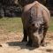 Indian Rhinoceros(21-08-2019)
