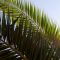 Palm Leaves (2)(30-11-2013)