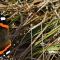 Red Admiral(11-10-2006)