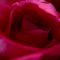 Red Rose (5)(27-02-2008)