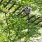 Ring Tailed Lemur (2)