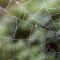 Spider Web (2)(13-10-2010)