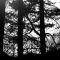 Tree Silhouettes(18-01-2011)