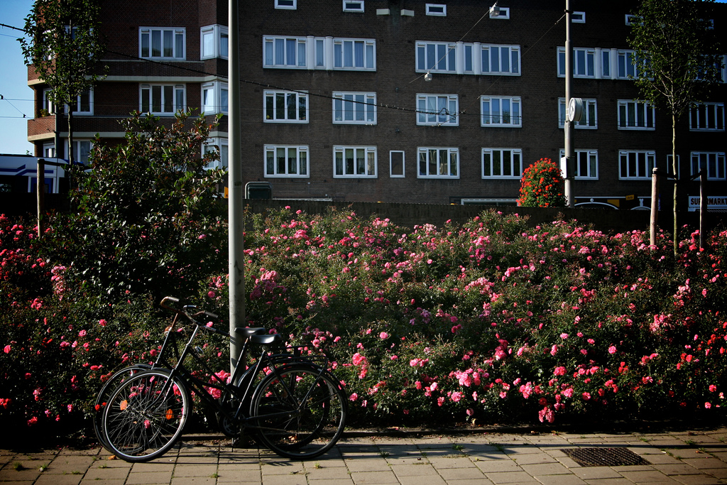 Trams, Bikes and flowers