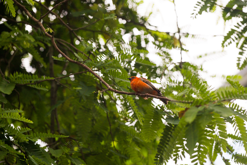 Another Orange Bird
