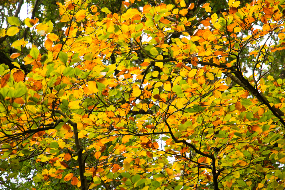 Autumn Leaves (6)