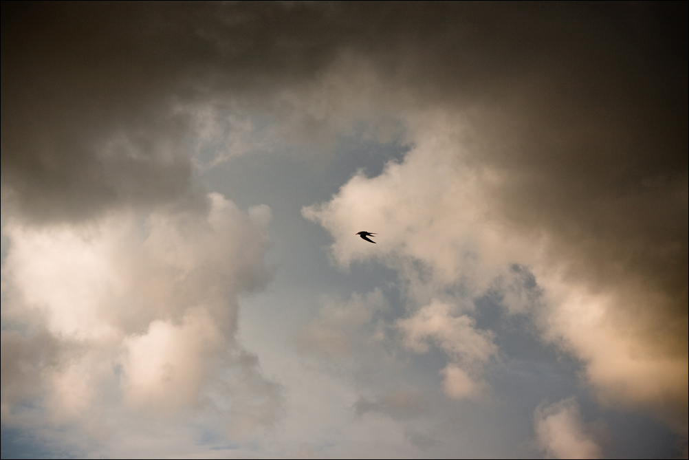 Bird in the Clouds (2)