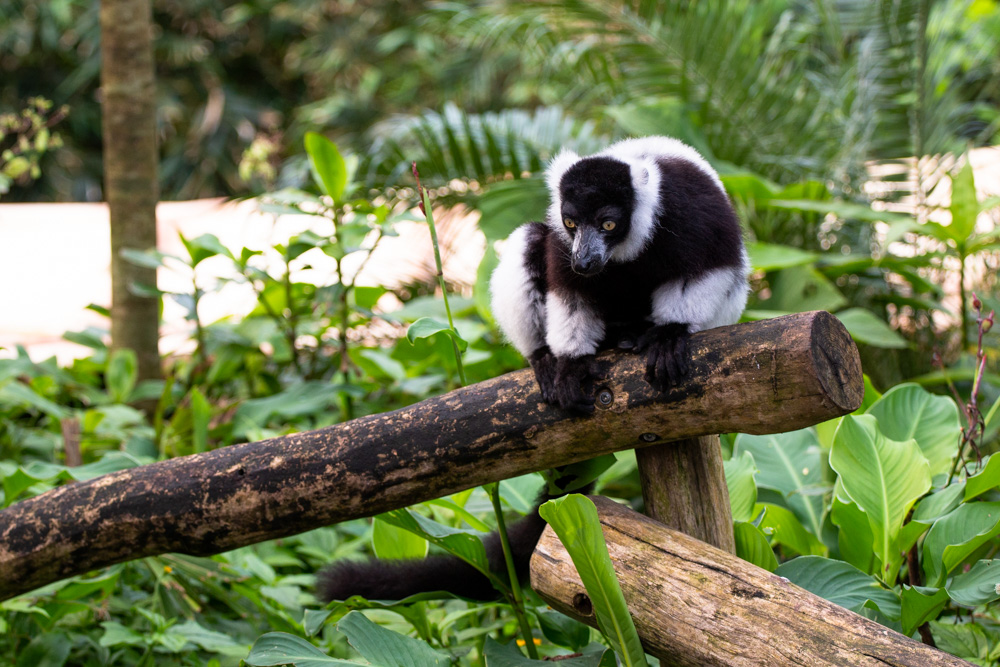 Black-and-White Ruffed Lemur