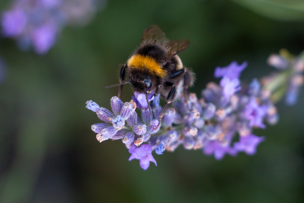 Bumblebee (4)