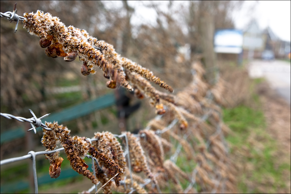 Catkins in the Wind