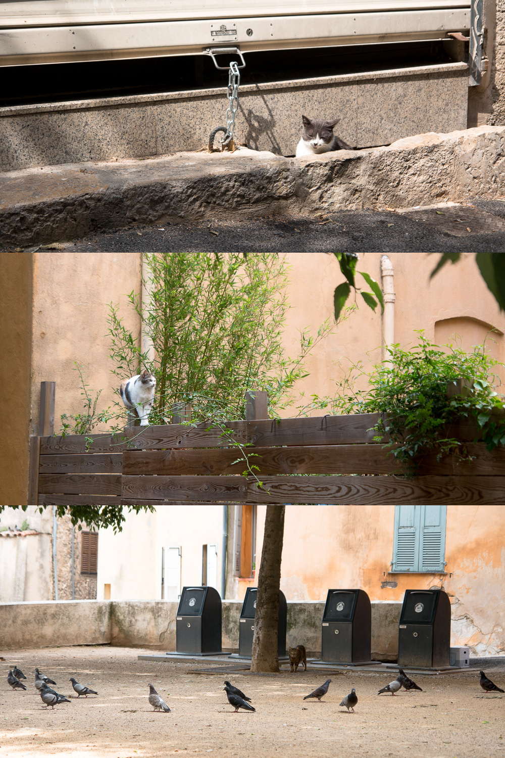 Cats of Grasse