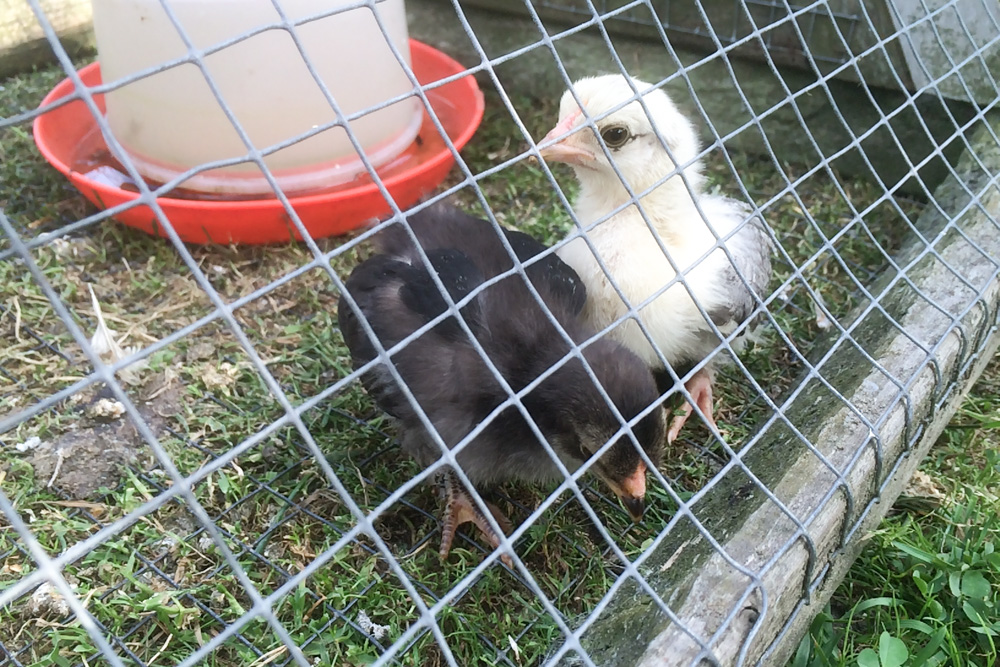 Chicks (2)