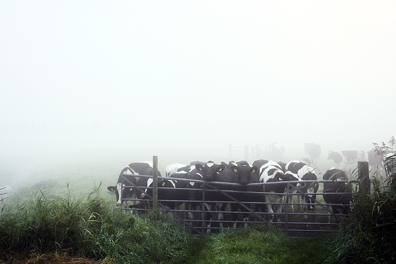 Cows in the Mist (2)
