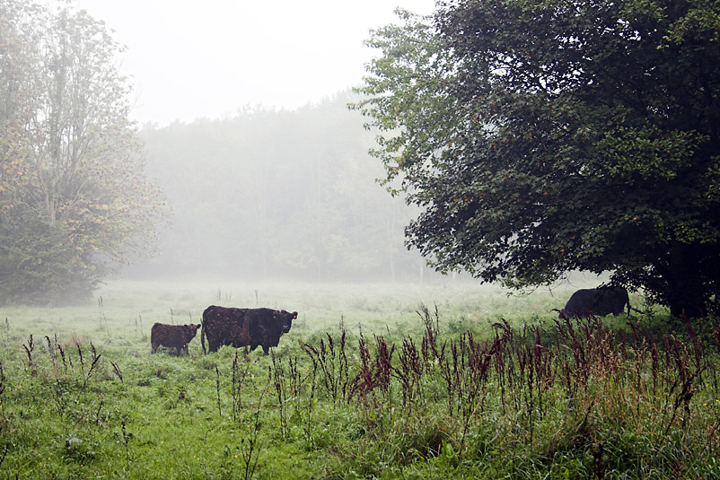Cows in the Mist (3)