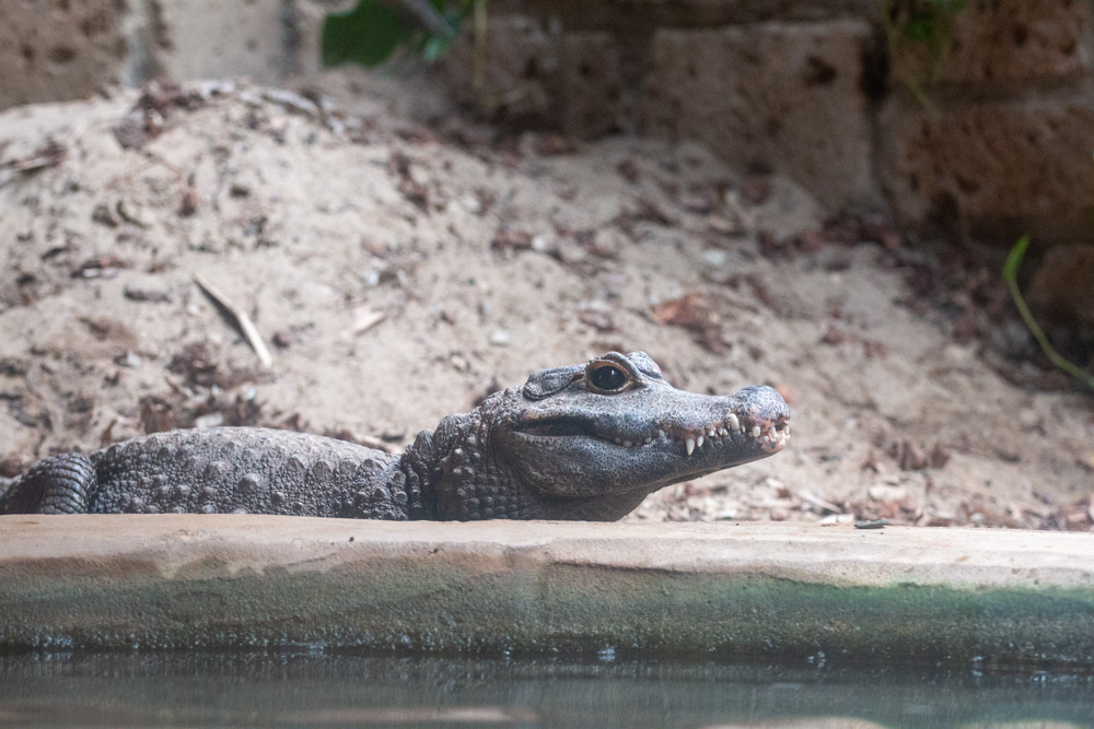 Dwarf Crocodile (2)