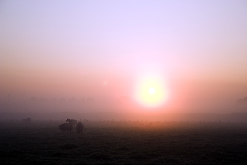 Foggy Sunrise (4)