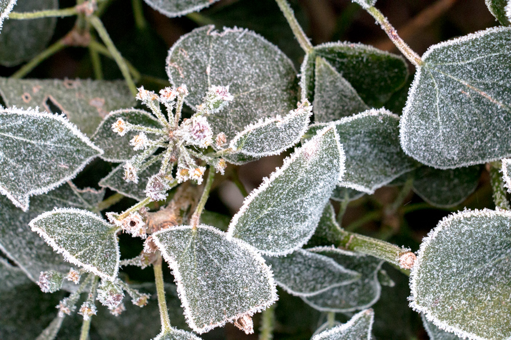 Frost (3)