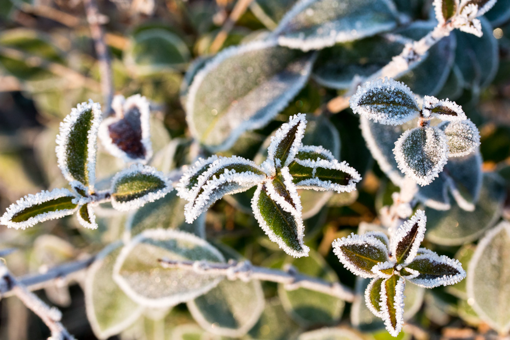 Frost (6)