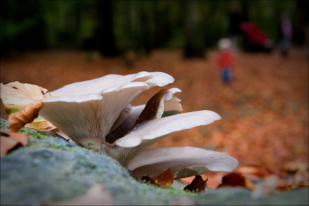 Fungi (2)