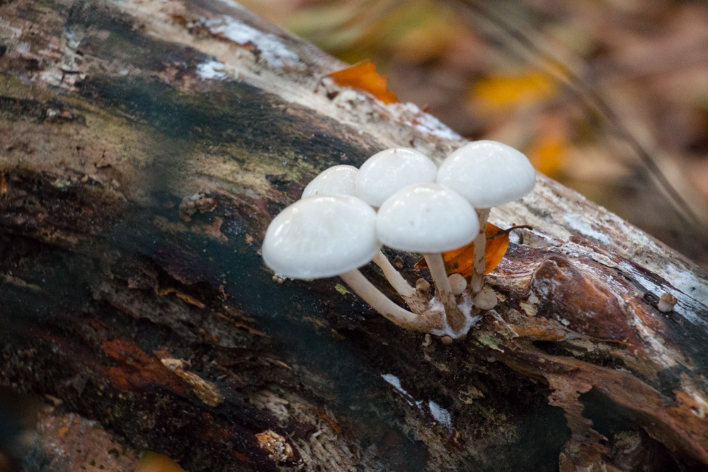 Fungi (4)