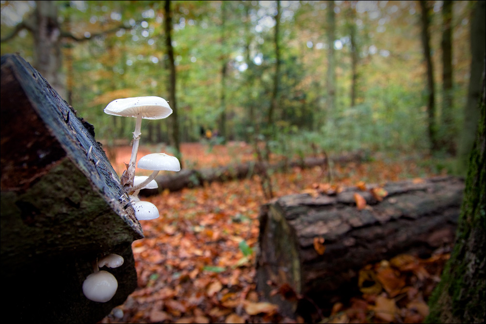 Fungi Lookout
