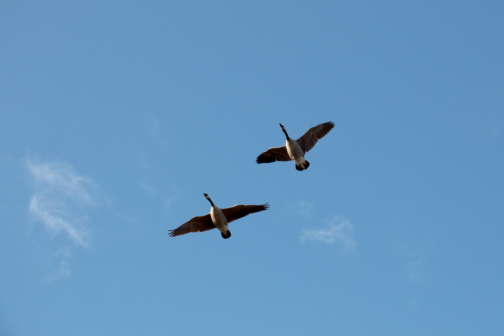 Geese (3)