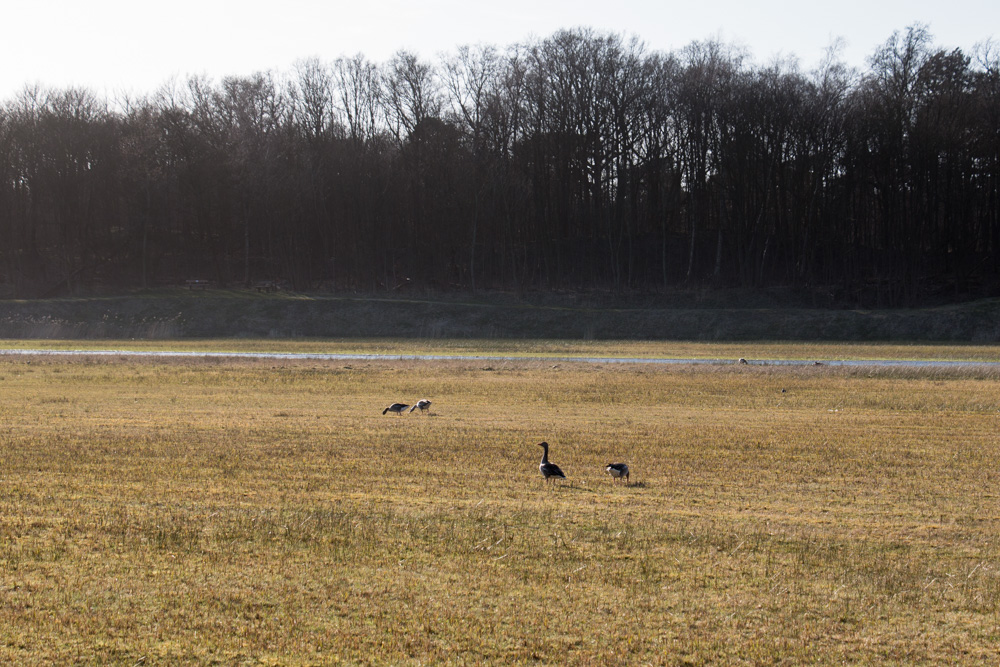 Geese (4)